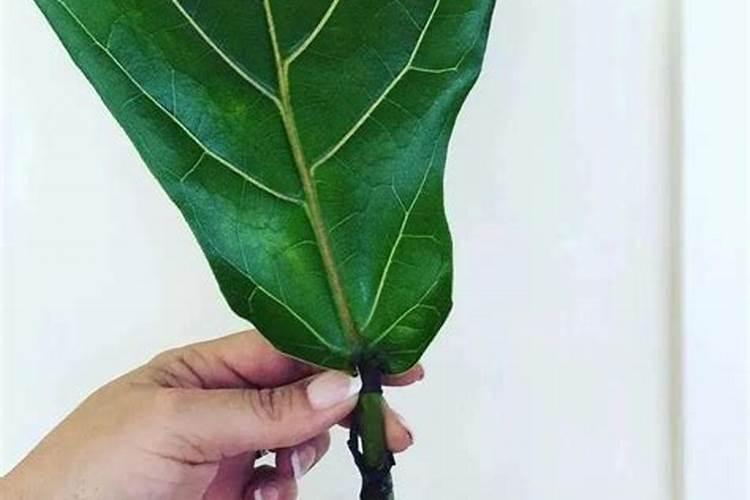 桃树施复合肥氮磷钾比例多少合适？