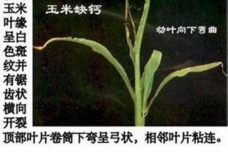 怎么拼多多的桶装水溶肥是真的吗