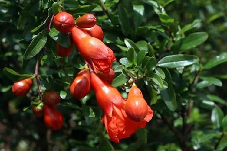 石榴如何保花保果