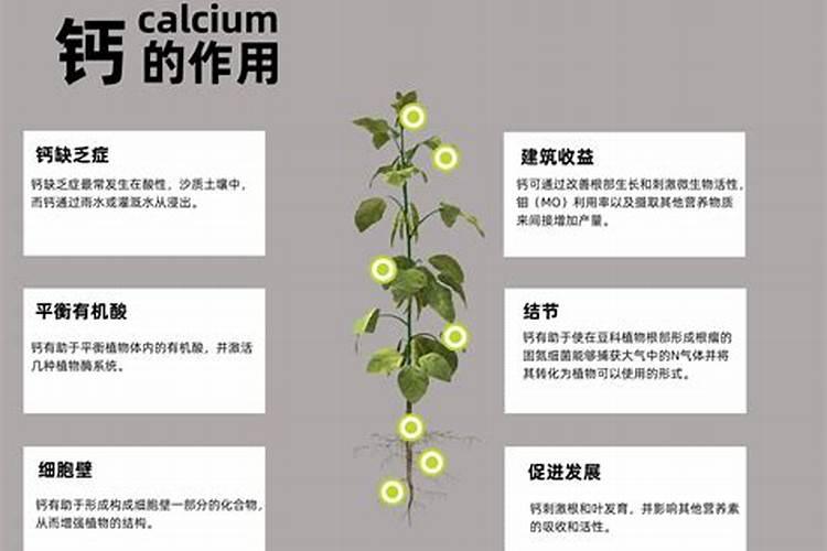 硫酸镁与硝酸铵钙间隔多久施肥