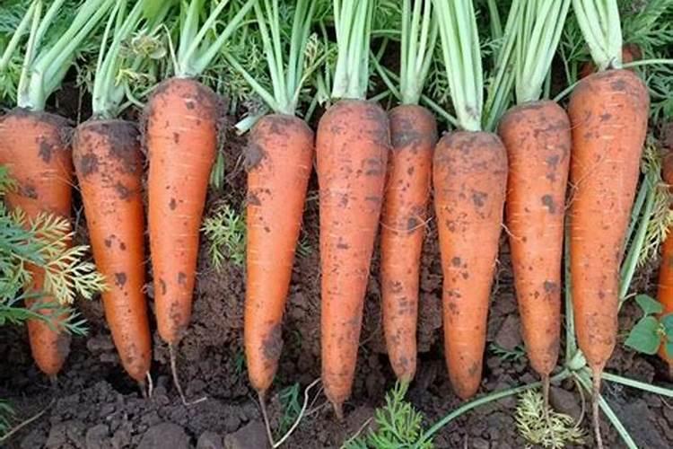 胡萝卜高产需要啥肥料 施肥要点及注意事项