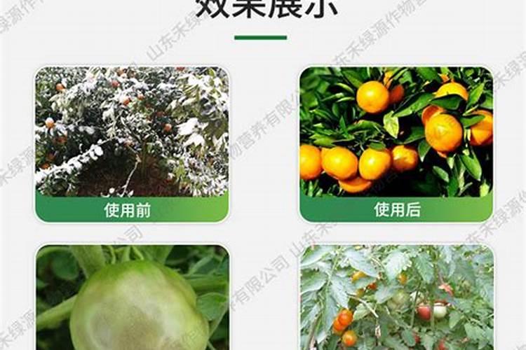 如何让桔子树上的桔子变甜？