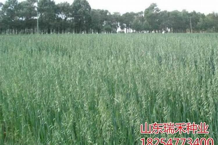 叶菜施什么肥菜会变嫩一点？