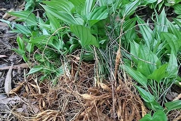 葫芦有什么寓意