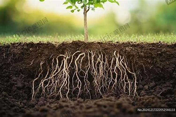 红心法师多肉怎么养