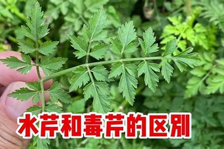 柚子树什么时候施肥 柚子树最佳施肥时间是哪时候