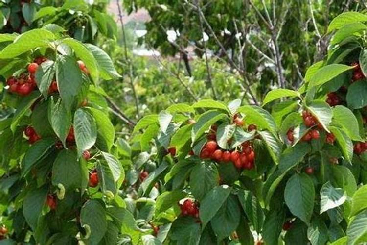 桃树用什么肥料好