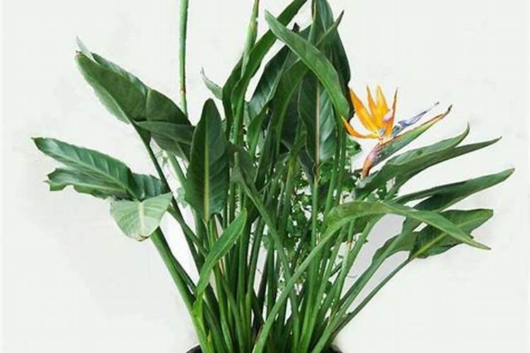 天堂鸟的黄叶卷起来是怎么回事？