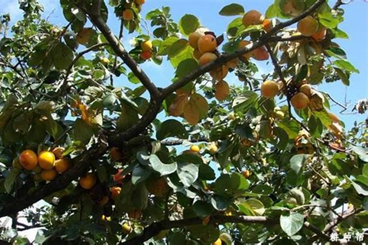 柿子树用什么肥料最好