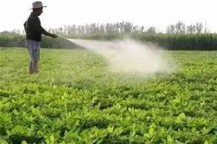 院子里可以种月季花吗？