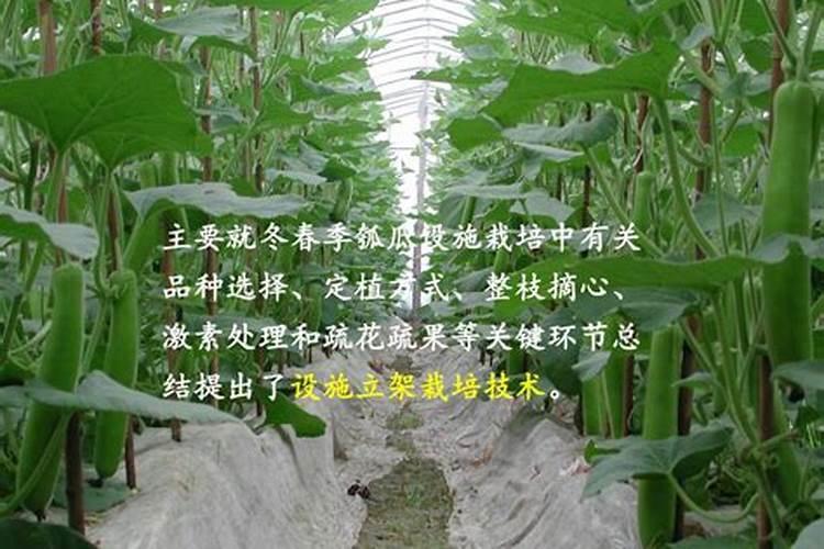 瓠瓜细菌性叶斑病防治要点