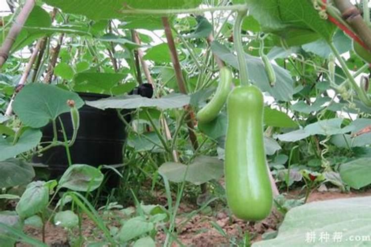 四季豆结小果果了还可以加肥料吗