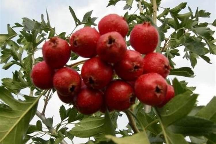 山楂施肥方法及时间 山楂的需肥特点以及高产施肥技术和时间