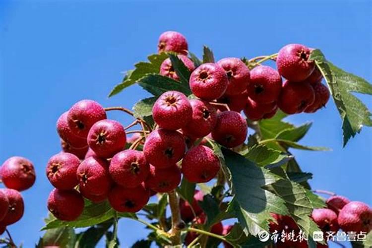 山楂树需要施什么肥,什么时候施肥好