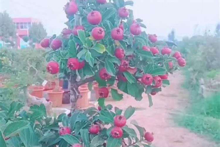 请问山渣树怎样施肥？