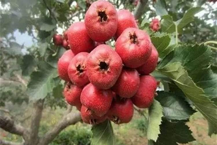 山楂树有几种追肥时期？