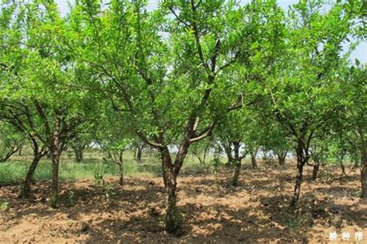 山楂树的肥料施用量是怎样的？