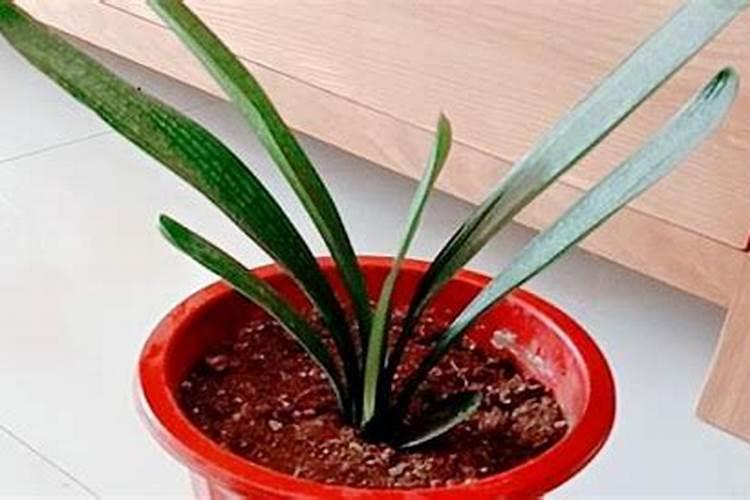 吊兰浇什么水好 叶子更绿更旺盛