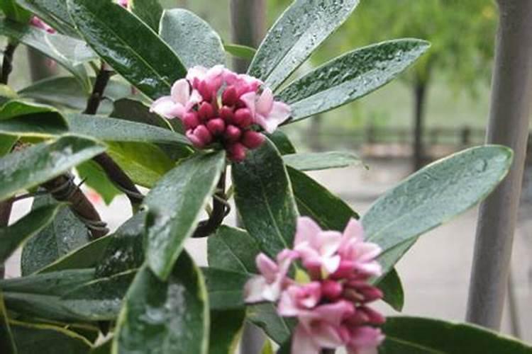 金边瑞香的施肥方法