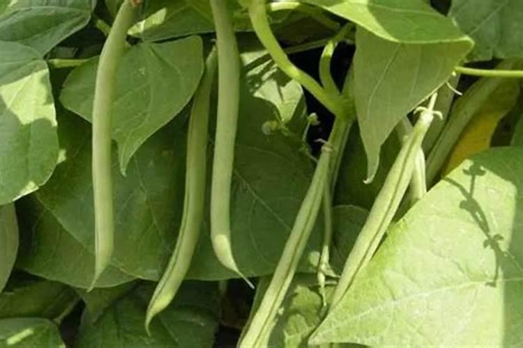 在农村里四季豆怎么种？种植四季豆的架子要怎么搭？