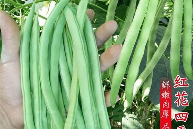 种植四季豆提高产量的施肥技巧有哪些四季豆应该怎么养殖