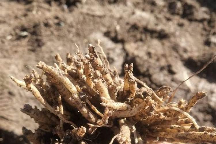 西红柿一亩地产多少斤