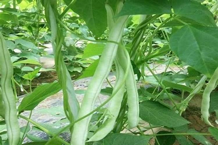如何让四季豆早多花芽分化？