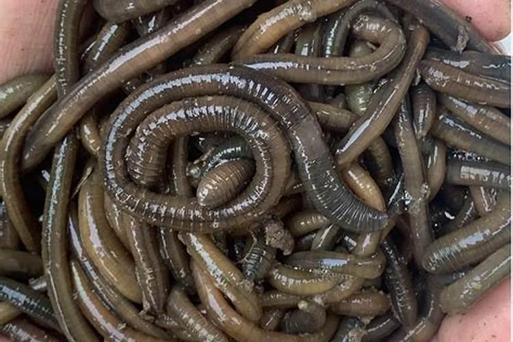 脐橙全年施肥时间表