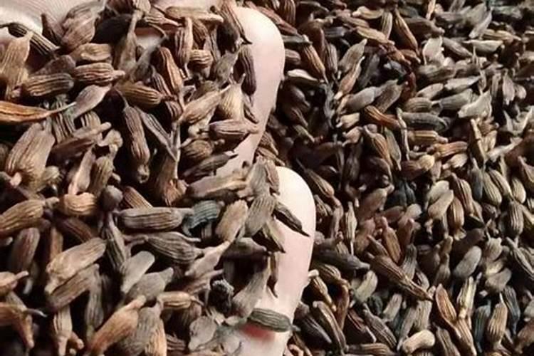 玉米出天花还可以打玉米金大棒叶面肥吗