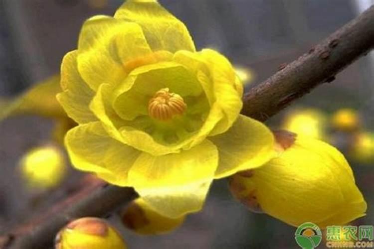 一喷绿可以喷花蕾期的茶花吗？