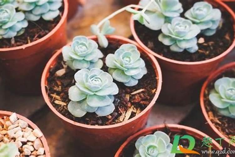 多肉玉蝶怎么施肥