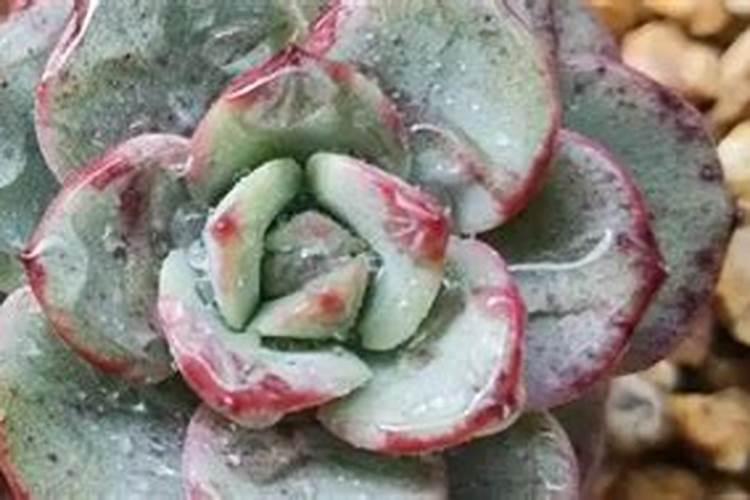 多肉玉蝶怎么施肥,满足营养需求很重要!