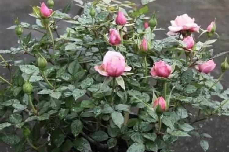 月季花施肥需要注意什么