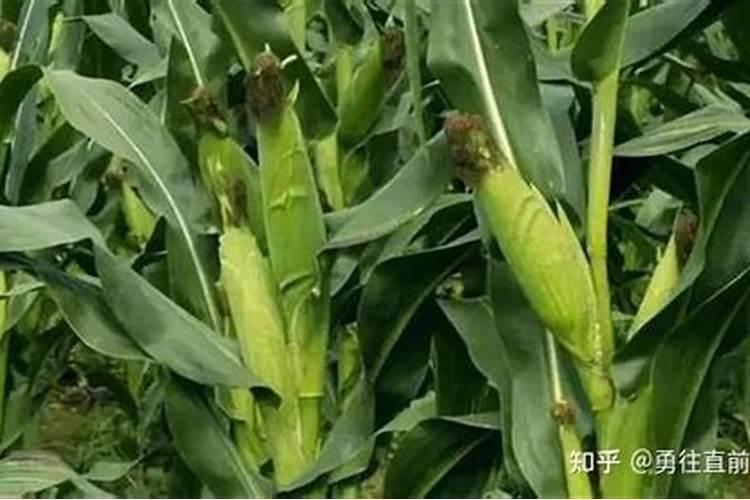 玉米后期追肥主要追什么肥