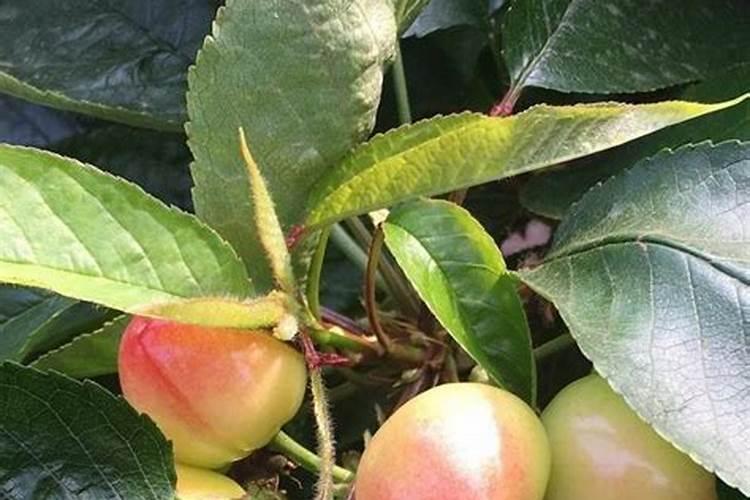 孩子天天擦嘴的手绢该怎么清洗？用热水煮能不能消毒呢？