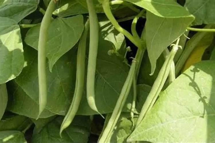 种植四季豆提高产量的施肥技巧有哪些