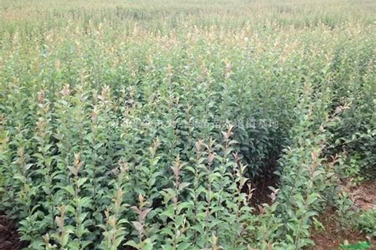 水溶肥排名前十位的有哪些品牌