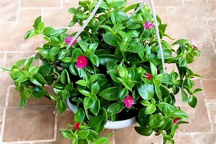 芭蕉的种植方法和注意事项