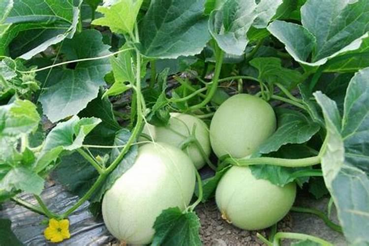 甜瓜蔓桔病用什么药