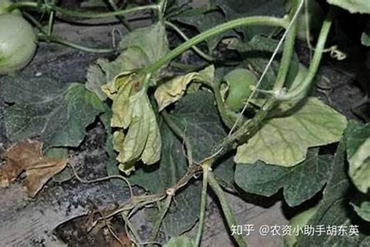 甜瓜蔓枯病最有效的农药