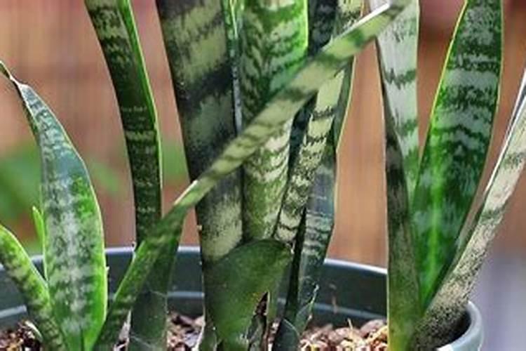 佛手虎皮兰养殖方法和注意事项