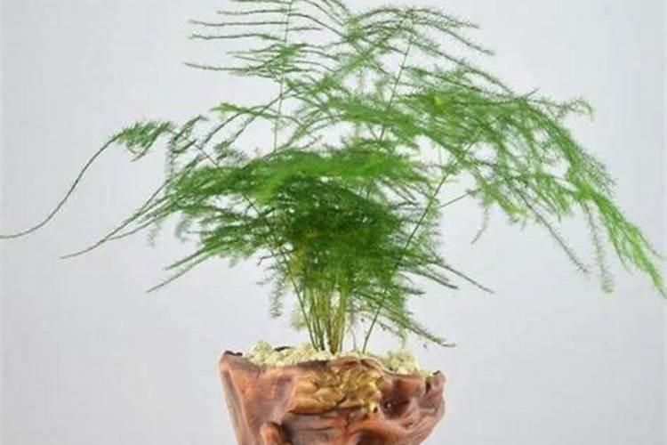 水培的文竹怎么养？