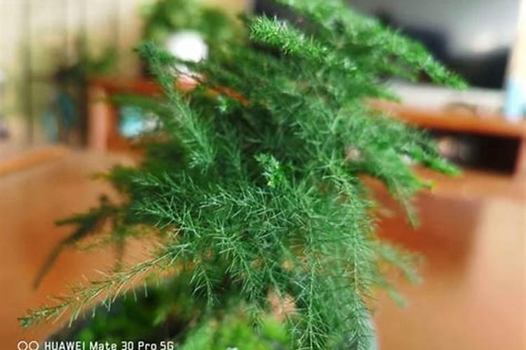 盆栽小苗云竹能长大吗？