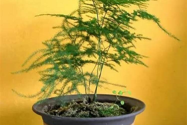 文竹能浇茶水不？什么茶的水？