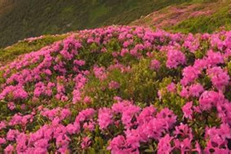 杜鹃花怎么施肥？