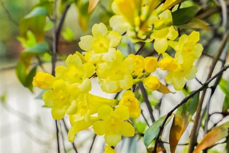 土培茉莉花需要施什么肥料