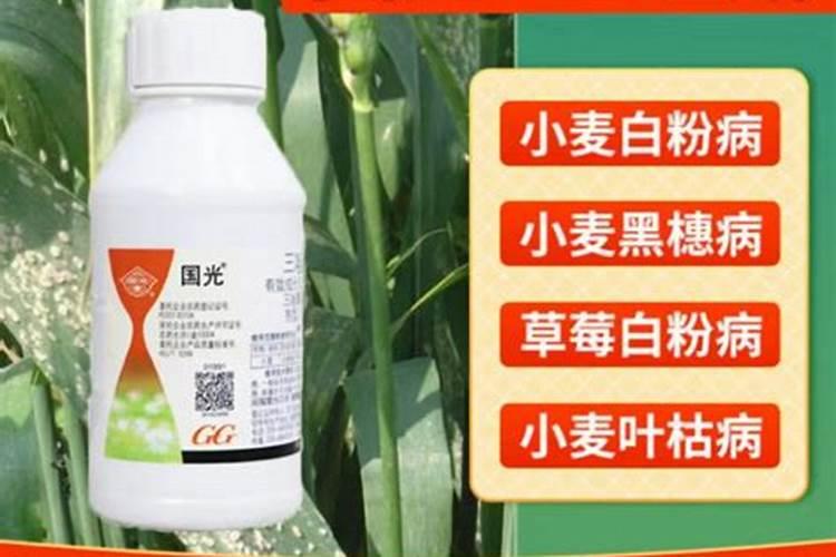 草坪杀菌杀虫用什么药