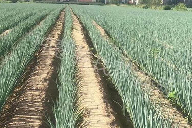 大葱培土前施什么肥最好