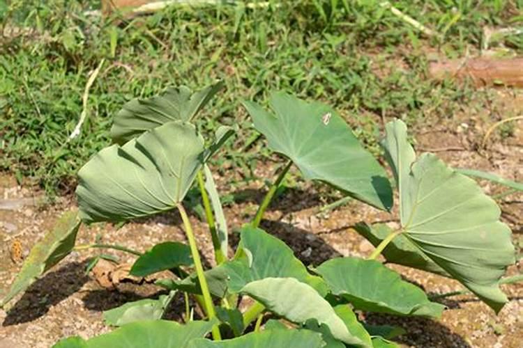 荔浦芋头种植技术与管理