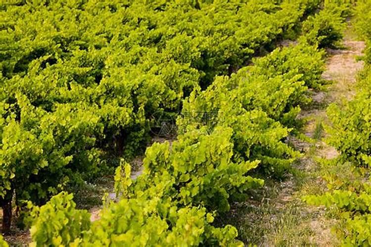 天宝农技:沙瓤普罗旺斯西红柿难缠问题详解!